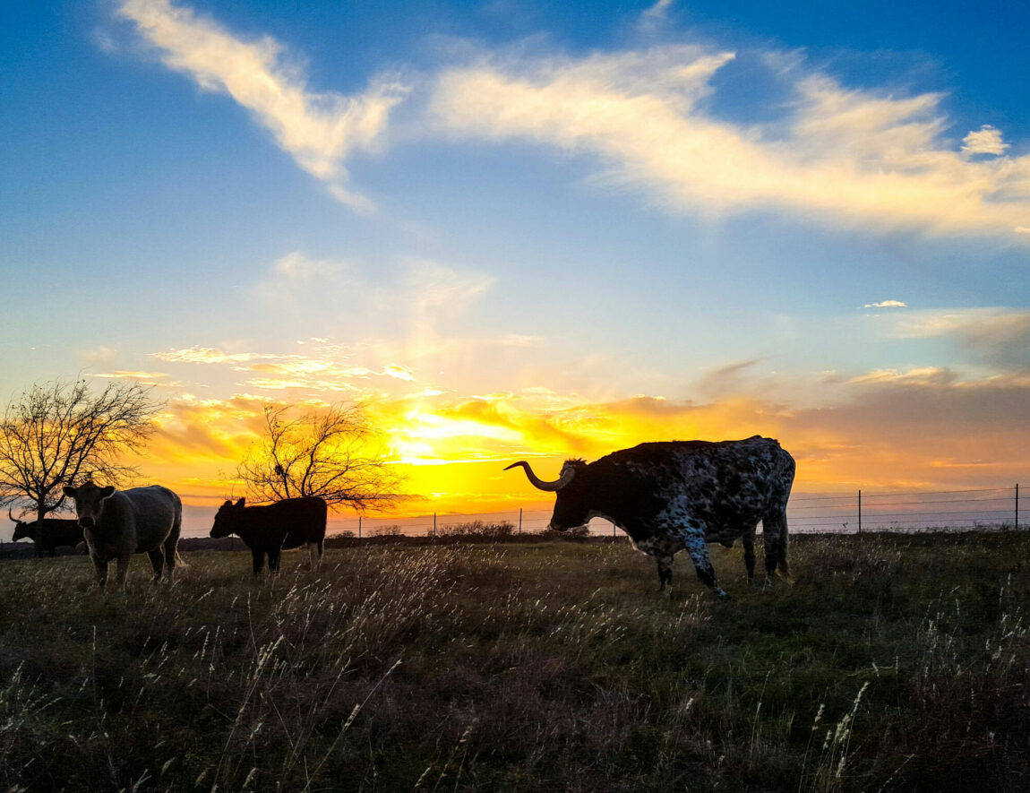 Cattle Standing On Field Against Sky During Sunset